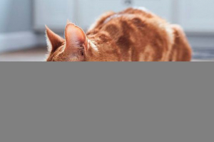 Który paszy wybiera dla kantowanych kotów?